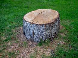 How Our Tree Care Process Works  in  Chuluota, FL