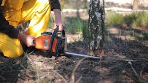 Best Lawn Seeding  in Chuluota, FL