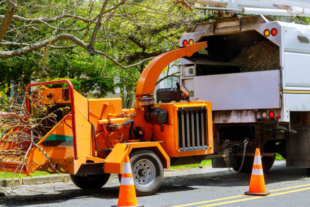 Best Tree Maintenance Programs  in Chuluota, FL
