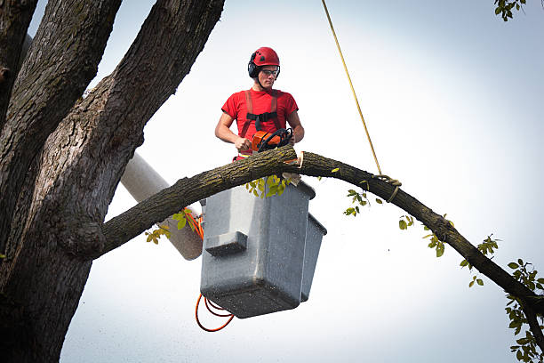 Professional Tree Removal in Chuluota, FL