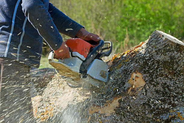 Best Commercial Tree Services  in Chuluota, FL